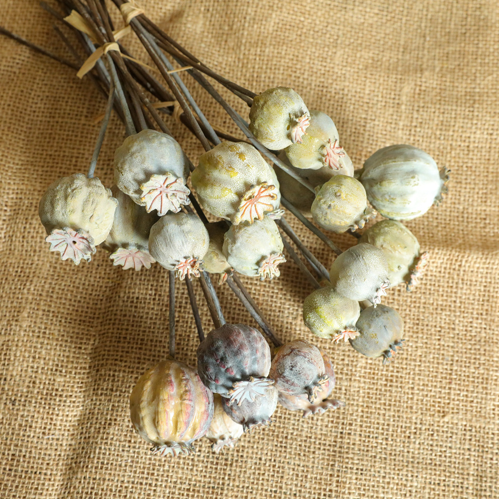 6Heads Poppies Fruit Dried Flo - Dried Fruit Mix avaliação e preço