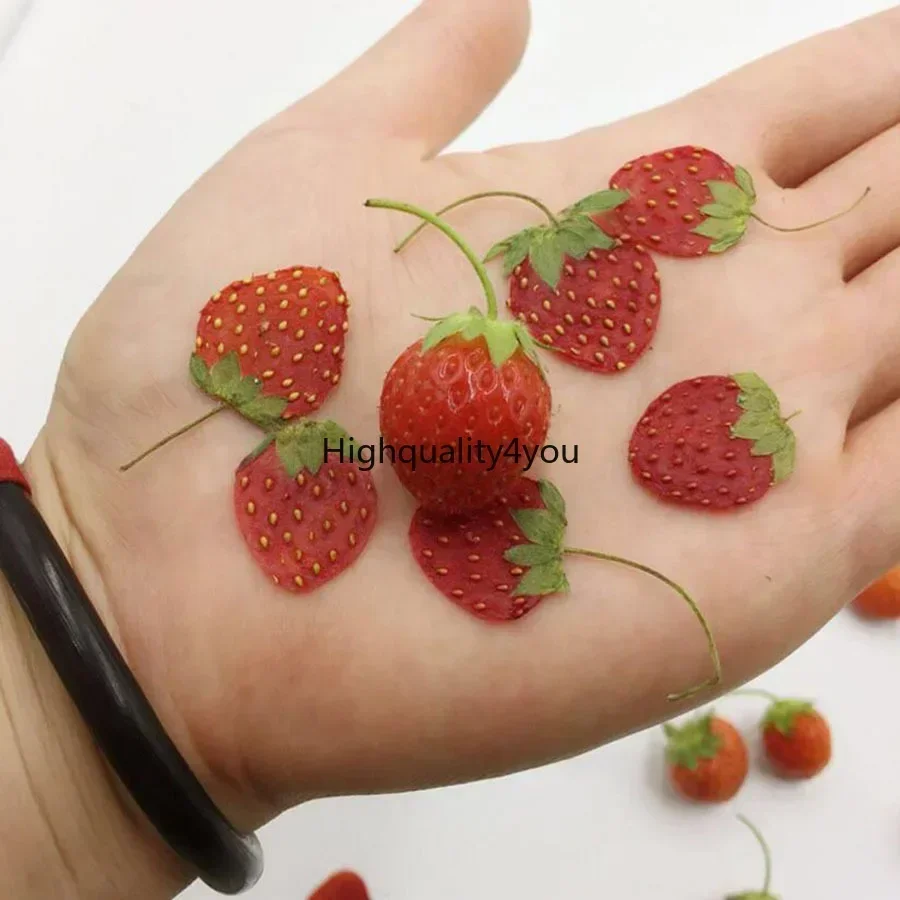 10pcs Dried Pressed Mini Fruit - Dried Fruit Mix avaliação e preço